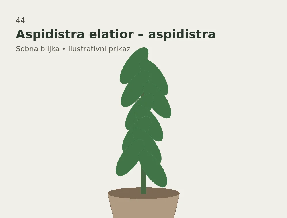 Aspidistra elatior – aspidistra