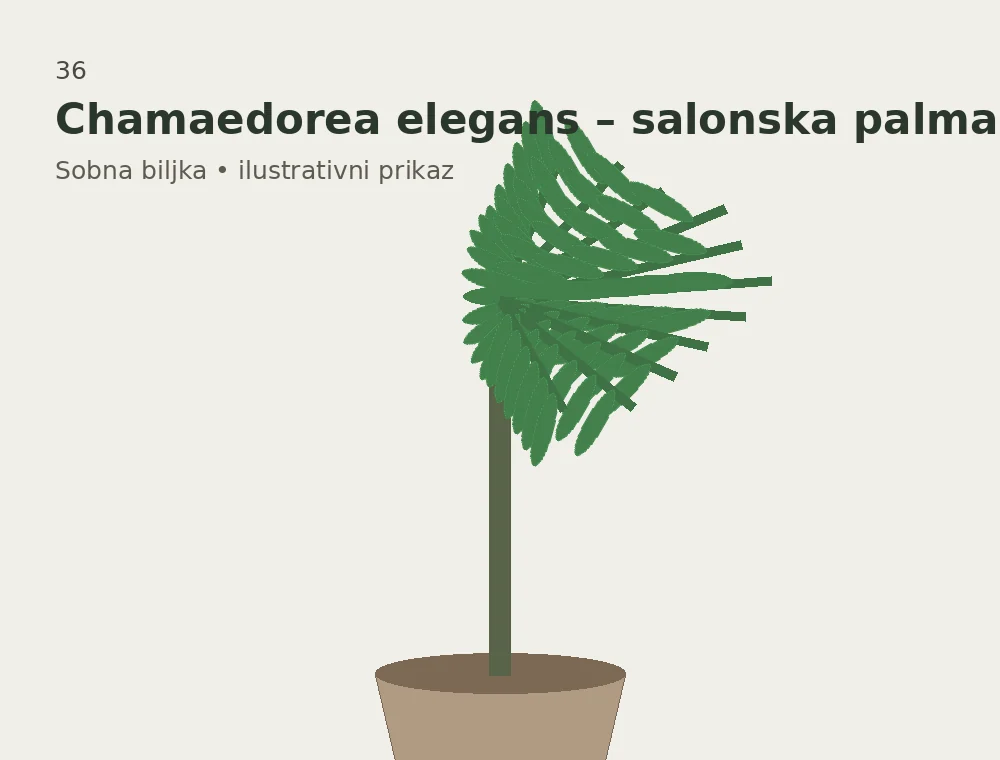 Chamaedorea elegans – salonska palma