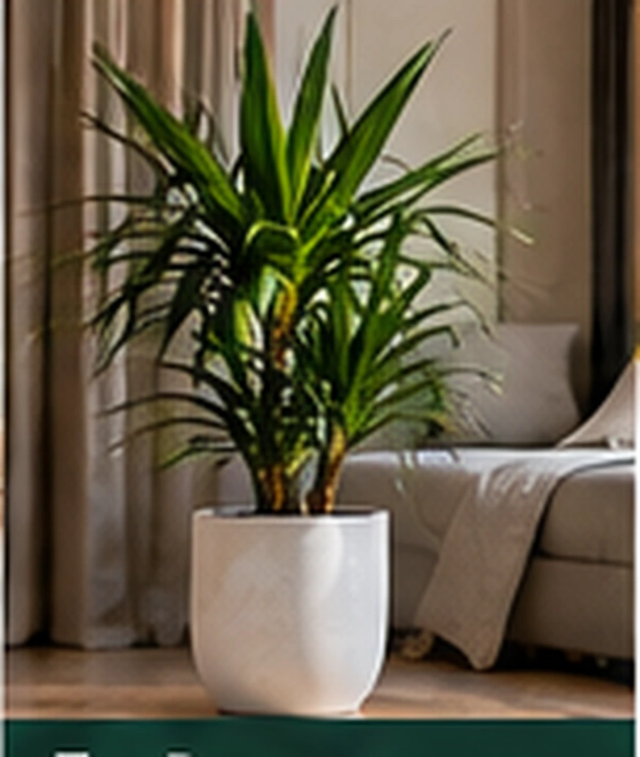 Dracaena fragrans