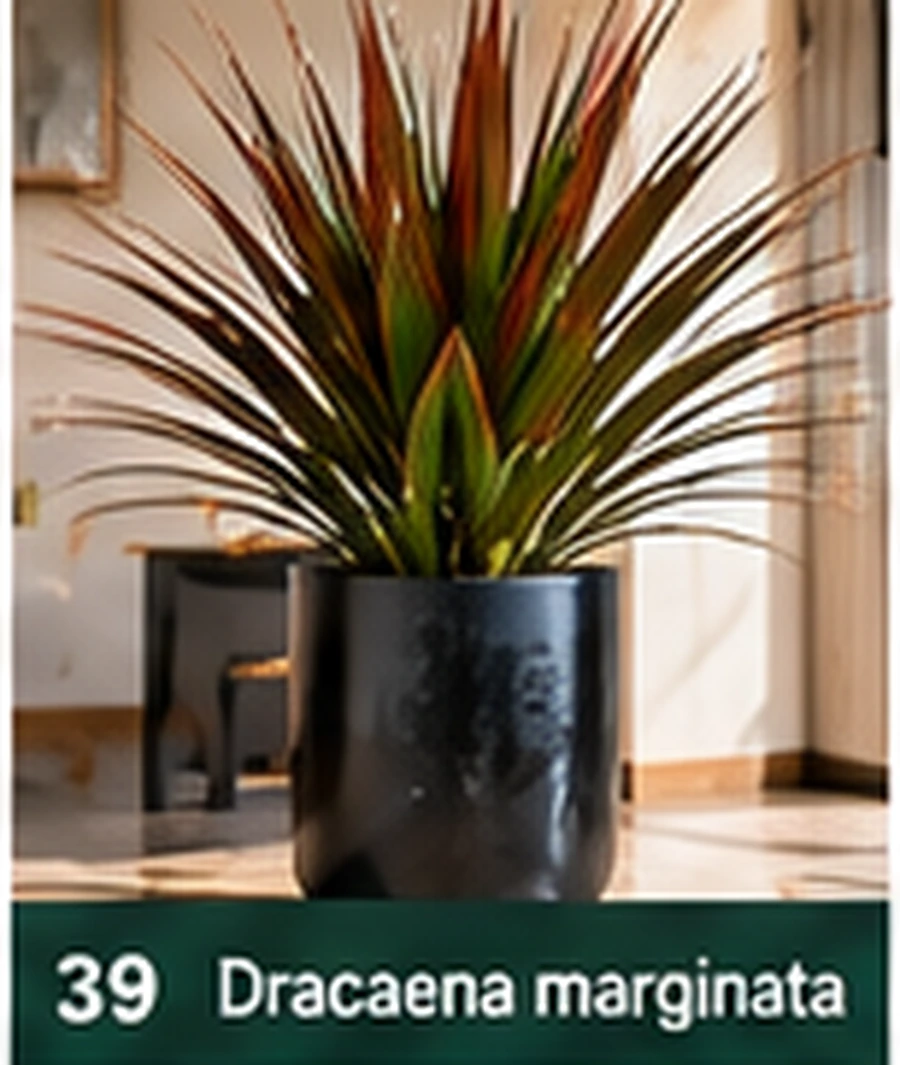 Dracaena marginata – dracena