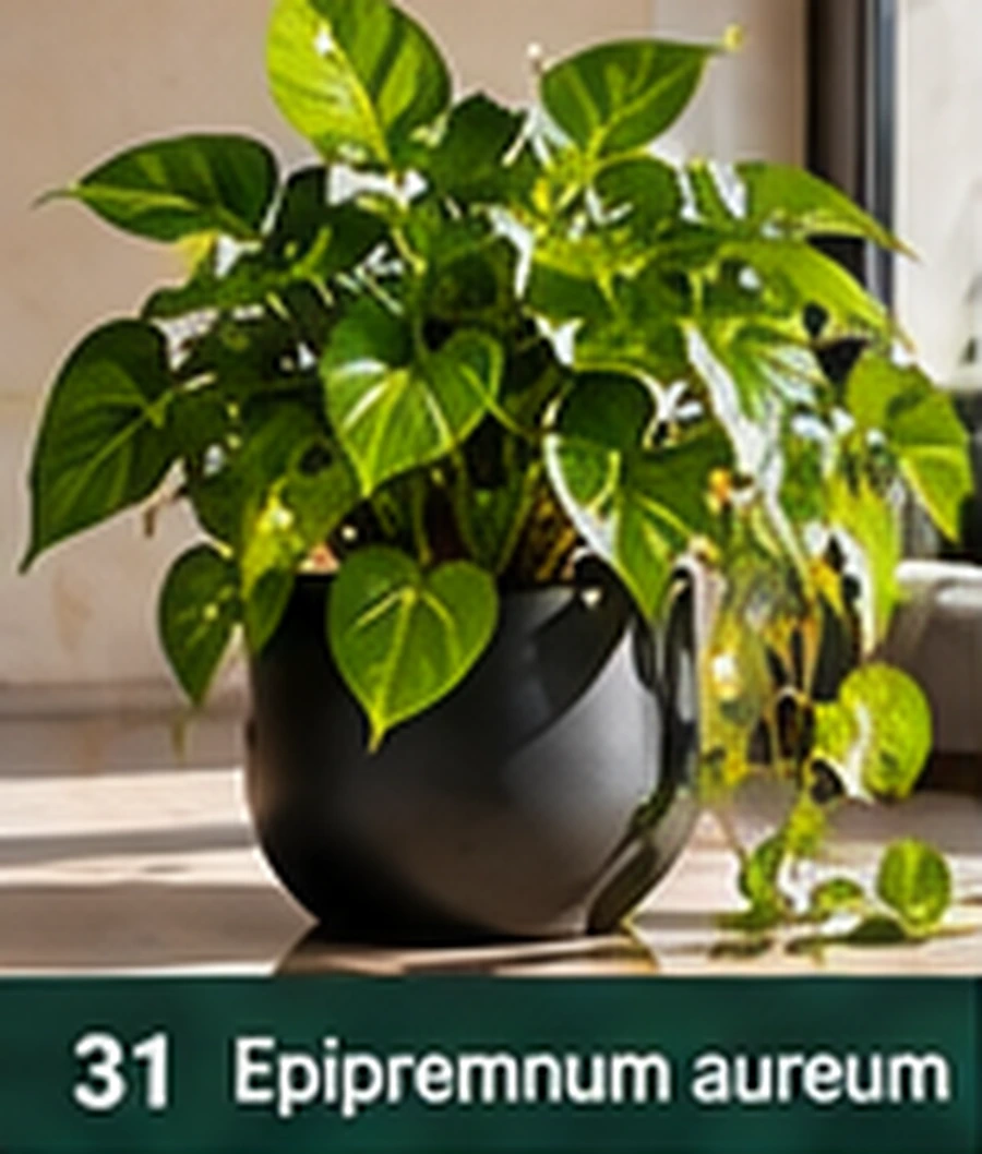 Epipremnum aureum – pothos