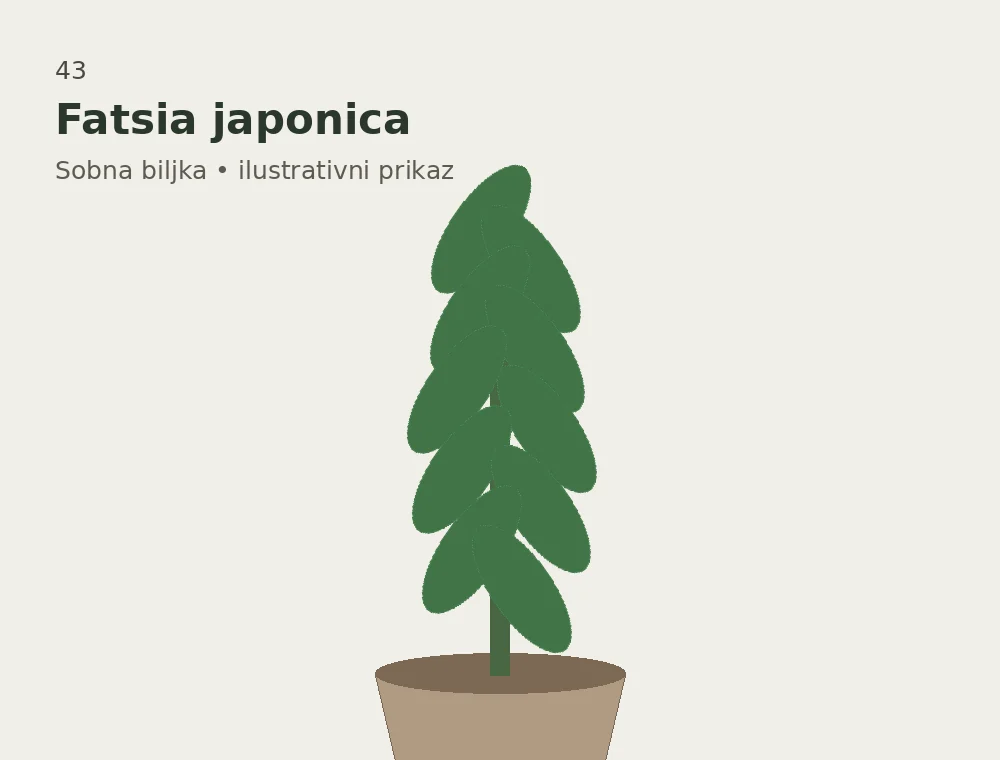 Fatsia japonica