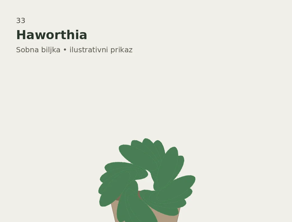 Haworthia