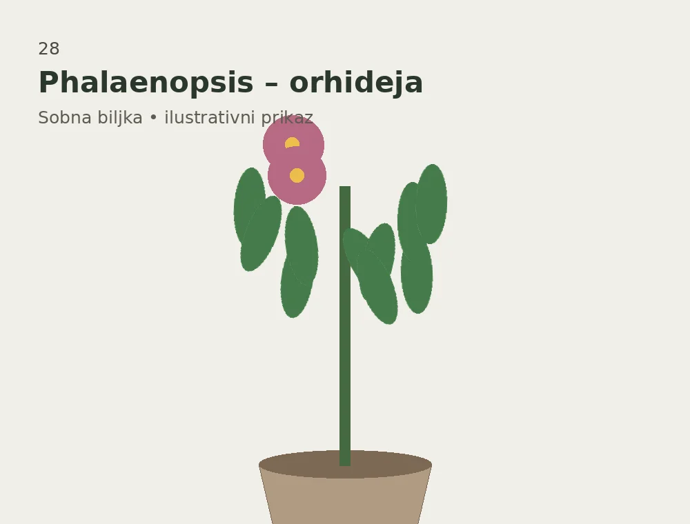 Phalaenopsis – orhideja