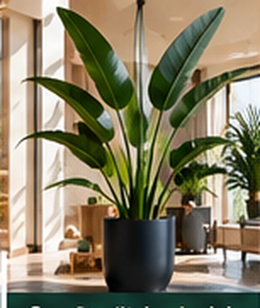Strelitzia nicolai